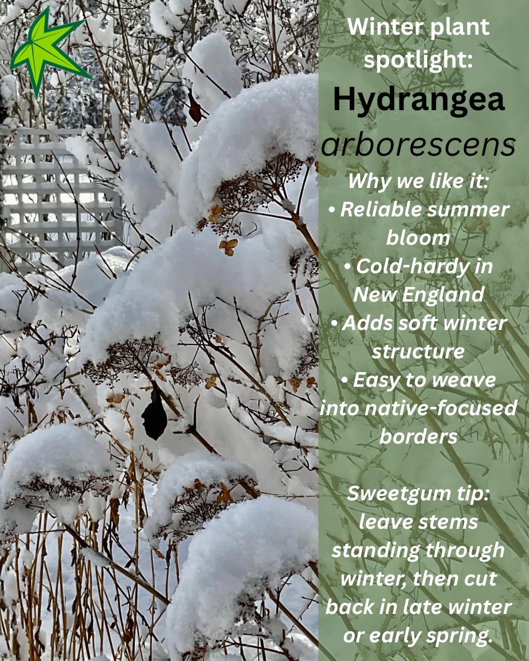 Snow is the best editor. It strips the garden down to structure, and shows you what was built to....