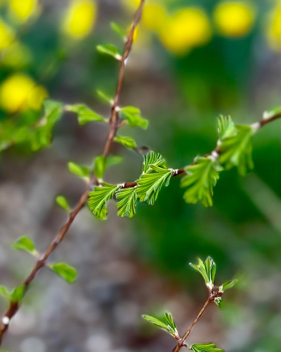 This is the moment I wait for every April.Metasequoia glyptostroboides, the dawn redwood, leafin....