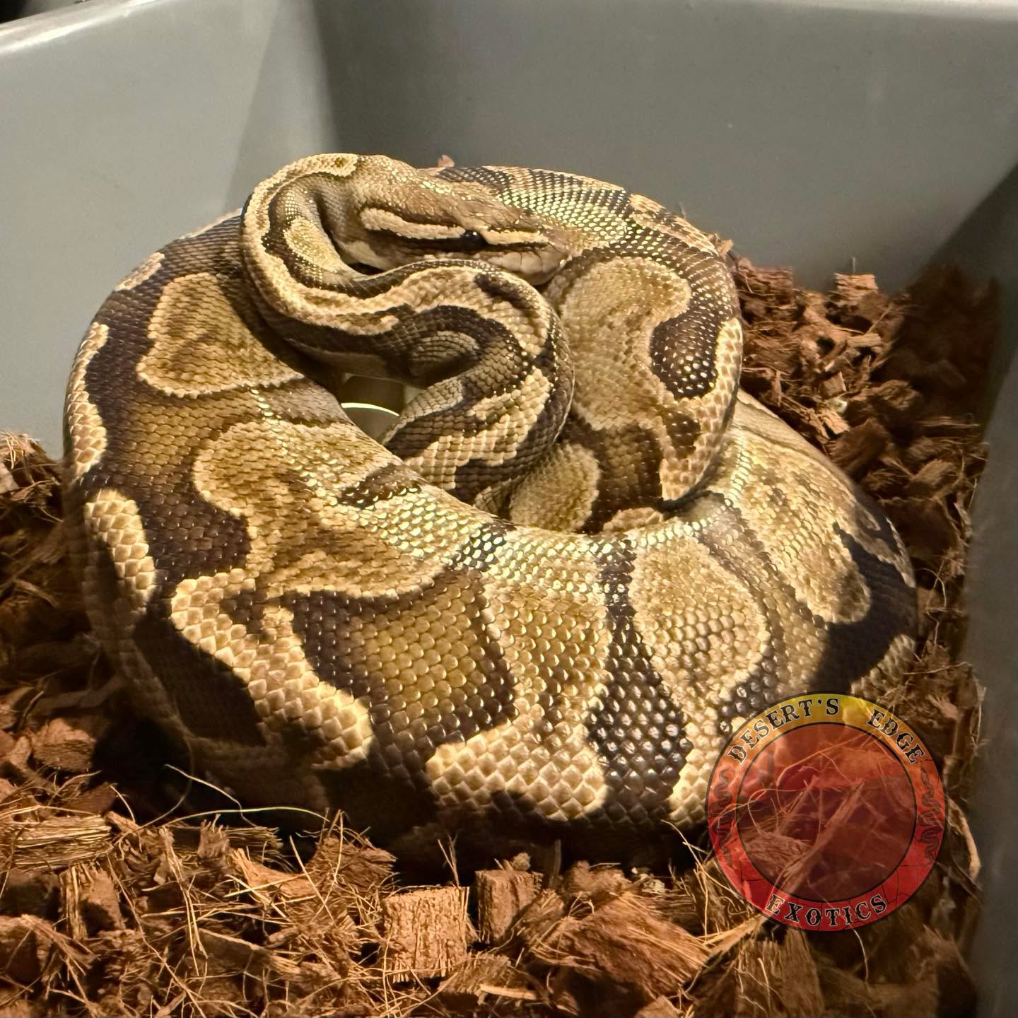 This Mother’s Day we got home to two clutches of eggs!
This is Clutch number two for the year, 8 decent sized and strong veined eggs from our GHI Chocolate Het Albino girl! She’s looking to prove that she’s het albino this year going to our primary albino male.
1.0 Albino pos het Pied X 0.1 GHI Chocolate het Albino.
Looking forward to seeing these hatch out in July.
#royalpythonsofinstagram #royalpythonsofig #royalpythons #royalpythonmorphs #royalpythonbreeder #royalpython #desertsedgeexotics #ballpythonbreeder #reptilesofinstagram #ballpythonmorph #ballpythonofinstagram #ballpython #ballpythonmorphs #reptilebreeder #ballpythonsofinstagram #reptilekeeper #ballpythonbreeding #reptiles #snakesofinstagram #albino #albino #ball #albinoball #albinoballpython #albinoballpythons #ghiballpython #ghiballpythons #chocolate #balls #chocolateballpython
