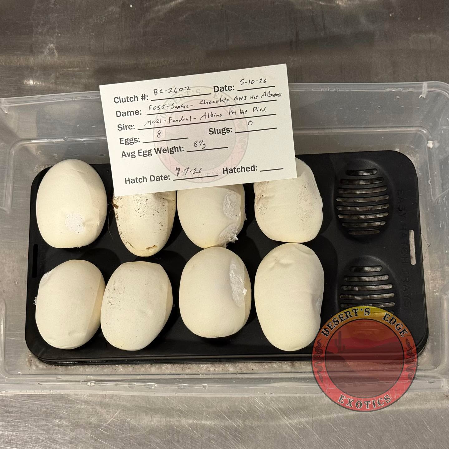 This Mother’s Day we got home to two clutches of eggs!
This is Clutch number two for the year, 8 decent sized and strong veined eggs from our GHI Chocolate Het Albino girl! She’s looking to prove that she’s het albino this year going to our primary albino male.
1.0 Albino pos het Pied X 0.1 GHI Chocolate het Albino.
Looking forward to seeing these hatch out in July.
#royalpythonsofinstagram #royalpythonsofig #royalpythons #royalpythonmorphs #royalpythonbreeder #royalpython #desertsedgeexotics #ballpythonbreeder #reptilesofinstagram #ballpythonmorph #ballpythonofinstagram #ballpython #ballpythonmorphs #reptilebreeder #ballpythonsofinstagram #reptilekeeper #ballpythonbreeding #reptiles #snakesofinstagram #albino #albino #ball #albinoball #albinoballpython #albinoballpythons #ghiballpython #ghiballpythons #chocolate #balls #chocolateballpython