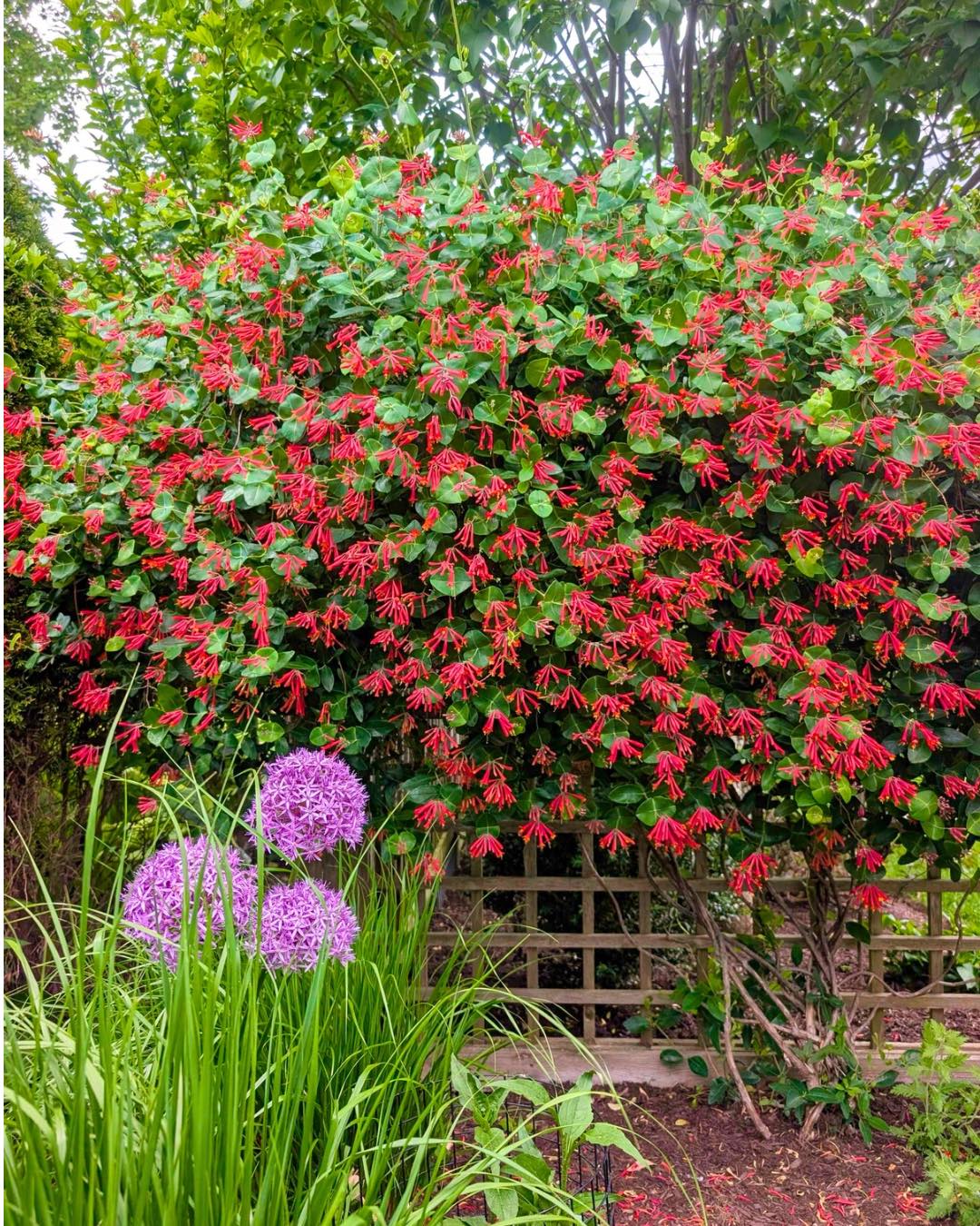 There are showy flowers, and then there are plants that stop people in their tracks.This trumpet....
