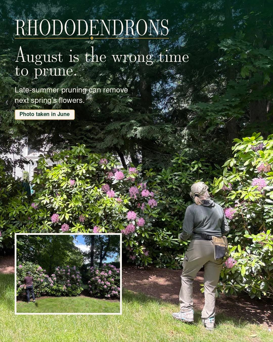 Rhododendrons are already preparing for next spring.By late August, the plump buds at the tips o....