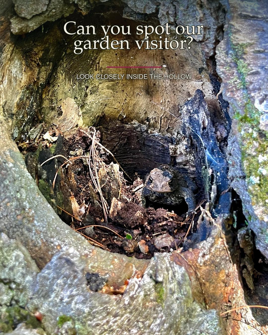 Can you spot our little visitor in the first photo?This toad found shelter inside the hollow of ....