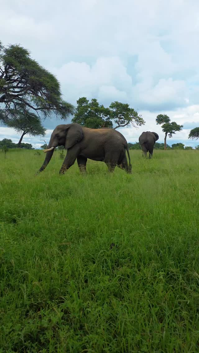 Early morning safaris offer some of the best wildlife sightings and unforgettable views. If a safari is on your travel wish list, now is the time to start planning.Book your next adventure today.#SafariAdventure #WildlifeTravel #BucketListTravel #NatureExperience #TravelInspiration Early morning safaris offer some of the best wildlife sightings and unforgettable views. If a safari is on your travel wish list, now is the time to start planning.Book your next adventure today.#SafariAdventure #WildlifeTravel #BucketListTravel #NatureExperience #TravelInspiration