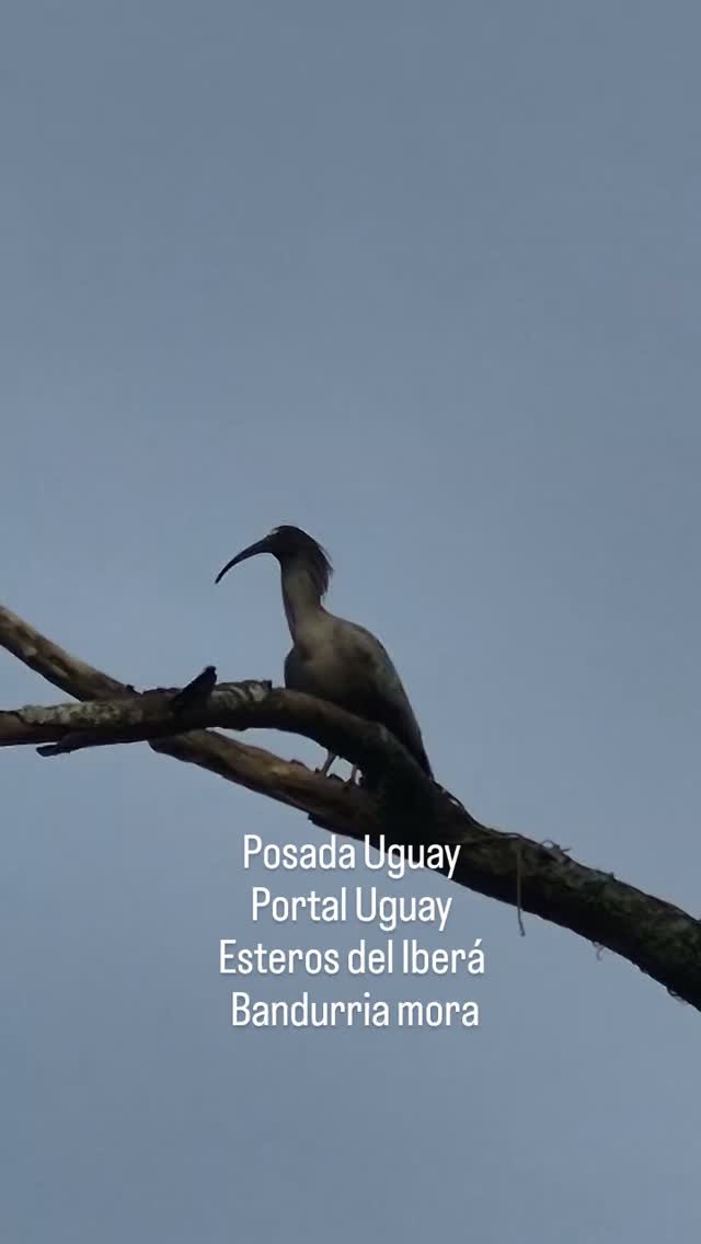 #posadauguay #portaluguay #safarisfotograficos #esterosdelibera #lagunafernandez