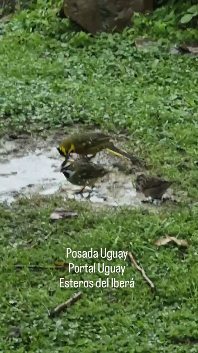 Disfrutando de la lluvia y observando una pareja,de Cardenal amarillo en la posada Uguay. Portal Uguay. Esteros del Iberá.
#posadauguay #portaluguay #esterosdelibera #safarisfotograficos #avesdeiberá