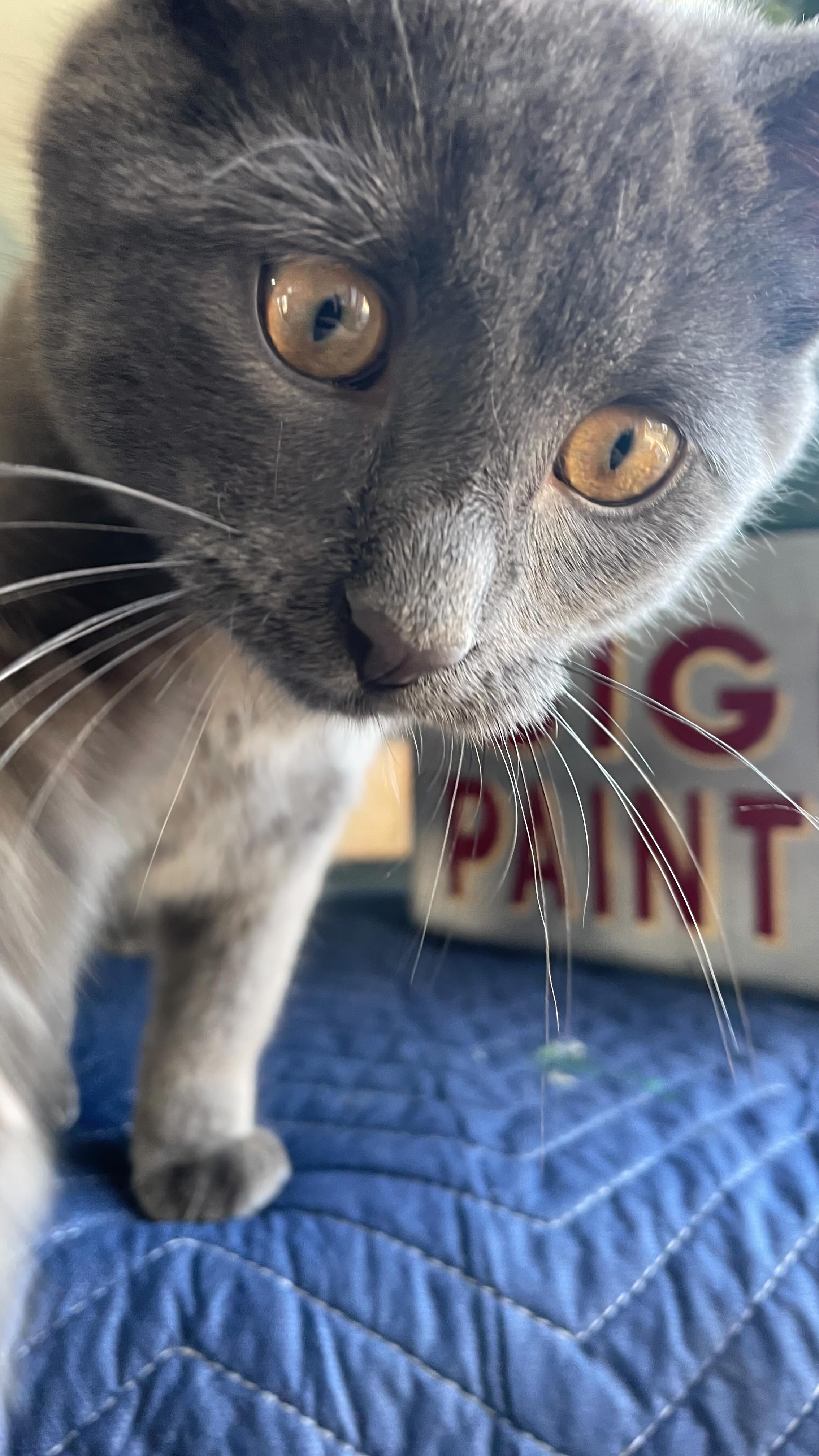 Just wanted to film myself dancing. Back over @jns_glass_venture still have a transom number to do which will be cool, but for now thought I’d post some work I did a while ago. I miss that cat! Great place for glasswork #metuchennj #jnsglassnj #thepointtopoint #signpainter #handpaintedsigns #stickersareforkids #newjerseysignpainter #alwayshandpaint #handlettered #njsmallbusiness
