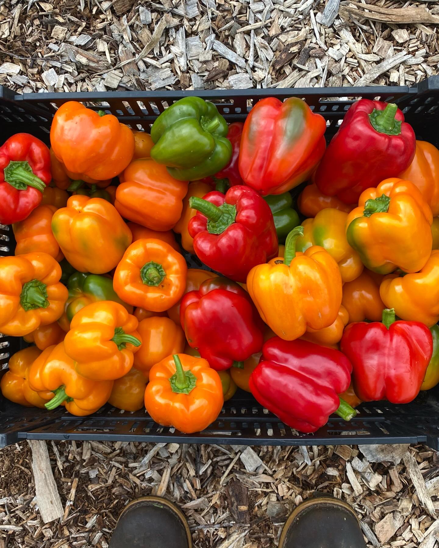 13 days left to use the 5% discount code: Jan5
Days are getting longer! Propagation rooms getting cleaned up. Waiting on the asparagus seeds to pop, then will be starting long season herbs. 💯
Please share!
#sunday #sundayfunday #seeds #communitysupportedagriculture