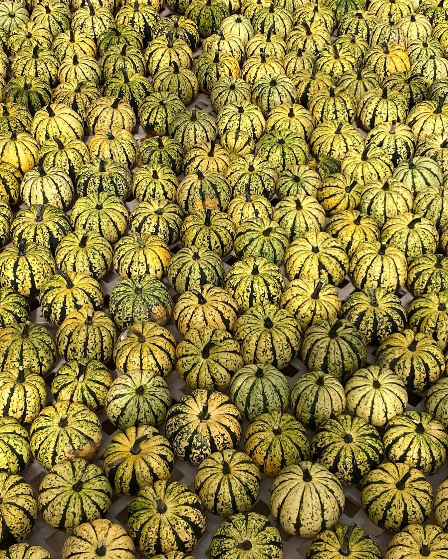 13 days left to use the 5% discount code: Jan5
Days are getting longer! Propagation rooms getting cleaned up. Waiting on the asparagus seeds to pop, then will be starting long season herbs. 💯
Please share!
#sunday #sundayfunday #seeds #communitysupportedagriculture