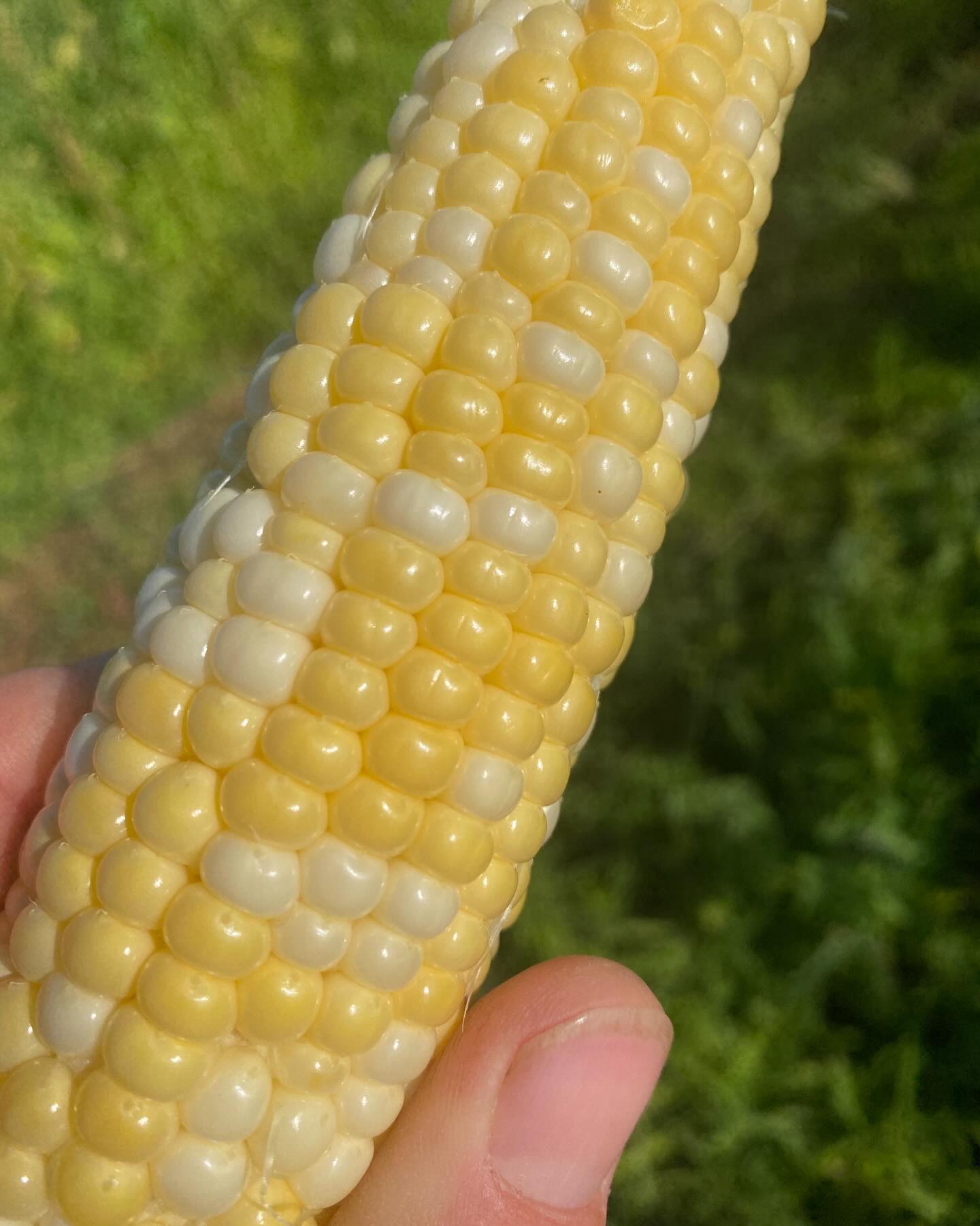 13 days left to use the 5% discount code: Jan5
Days are getting longer! Propagation rooms getting cleaned up. Waiting on the asparagus seeds to pop, then will be starting long season herbs. 💯
Please share!
#sunday #sundayfunday #seeds #communitysupportedagriculture