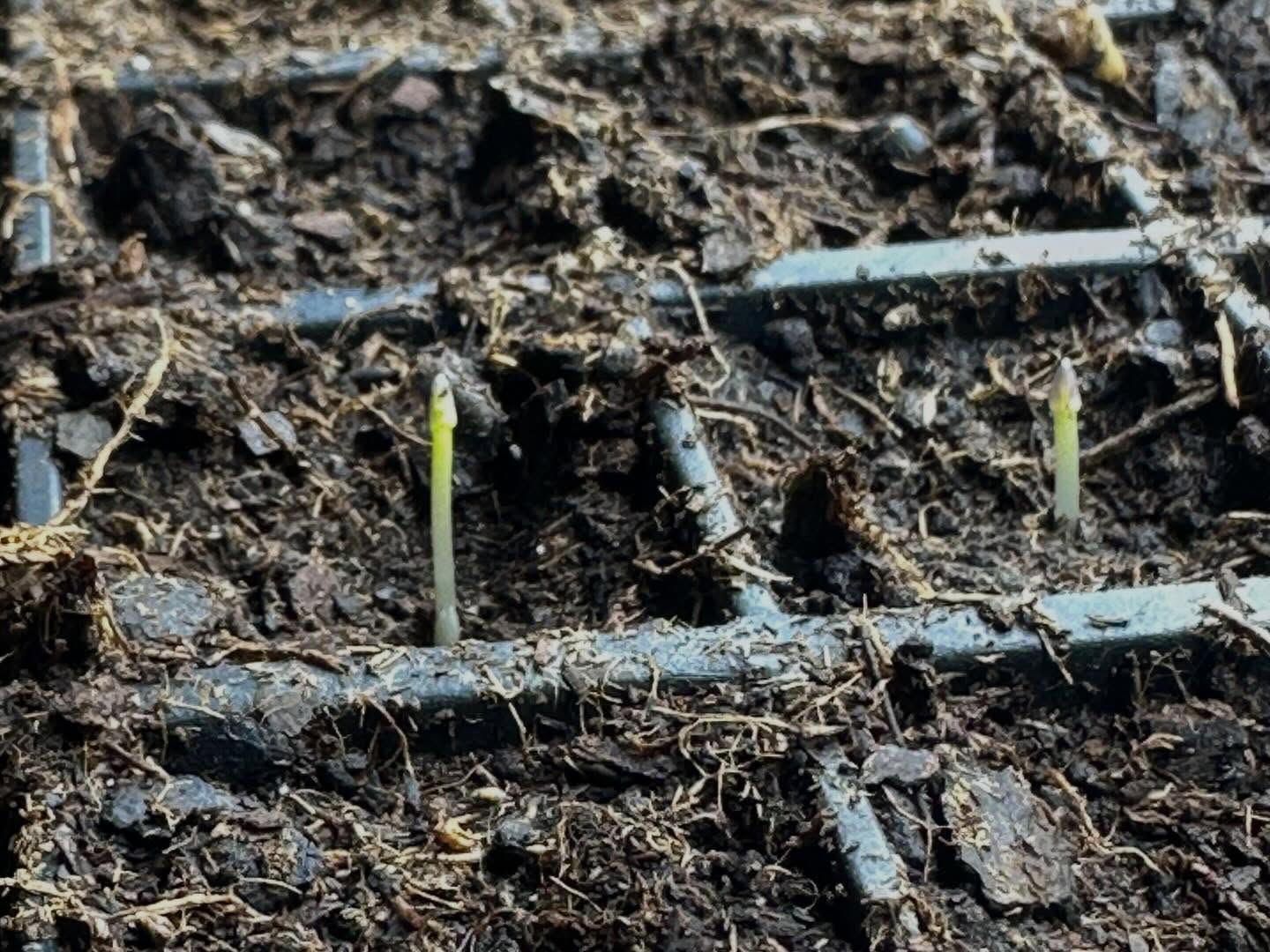 2 weeks to the day! Not perfect conditions for germinating, but good enough! Asparagus seeds knox amd I seeded will be used to fill in some gaps we have throughout 12 rows. Think we’re going to start some more now that we know the seeds were good. Seed harvested late october, cleaned and dried, froze in freezer for 5 days, planted. #sunday #sundayfunday #asparagus #favoriteplant