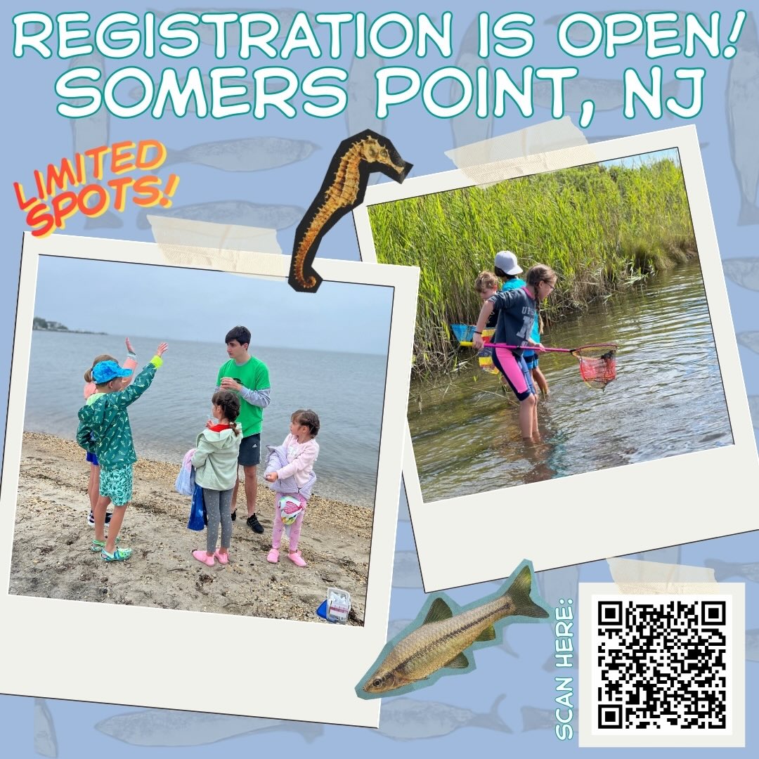 SOMERS POINT, NJ — REGISTRATION IS LIVE! 🦀☀️
Make waves in Somers Point this summer! 🌊
From bayfront adventures to hands-on discoveries in and around the water, campers will spend their days exploring, experimenting, and soaking up the coastal fun. Kayaks, seine nets, and curious minds come together for an experience that’s equal parts outdoor adventure and real-world learning. 🛶🐟
📍William Morrow Beach, Somers Point, NJ
📅 August 17-21 & August 24-28
⏰ 9:00 AM – 2:00 PM | Ages 5–14
Registration is now open— catch a spot now!
👉https://marinesciencecamp.com/camp/somers-point-m-f-9am-2pm-ages-5-14/
.
.
#OCNJ #marinescience #summercamp #jerseyshore #stemeducation