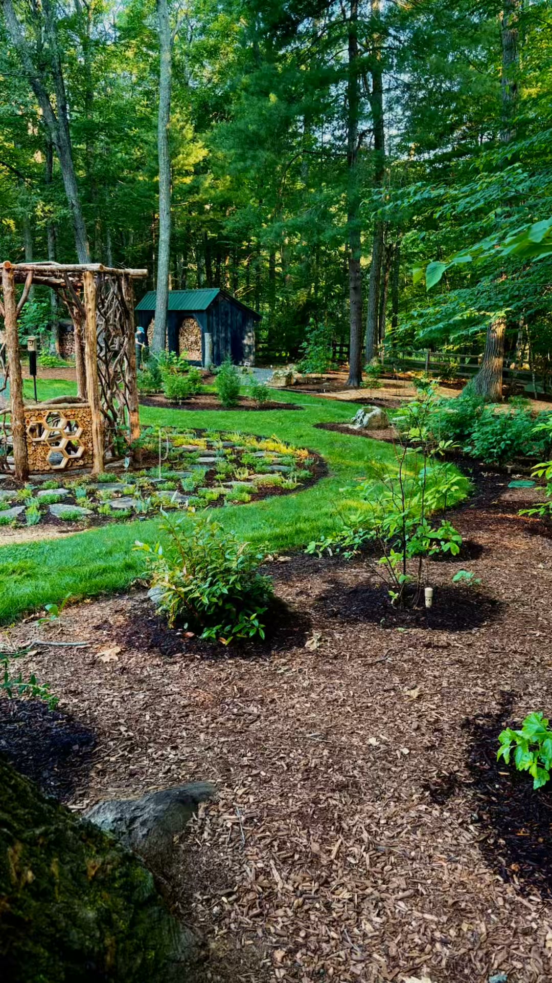 One week after planting, this Sherborn landscape is already beginning to settle in.Native shrubs....