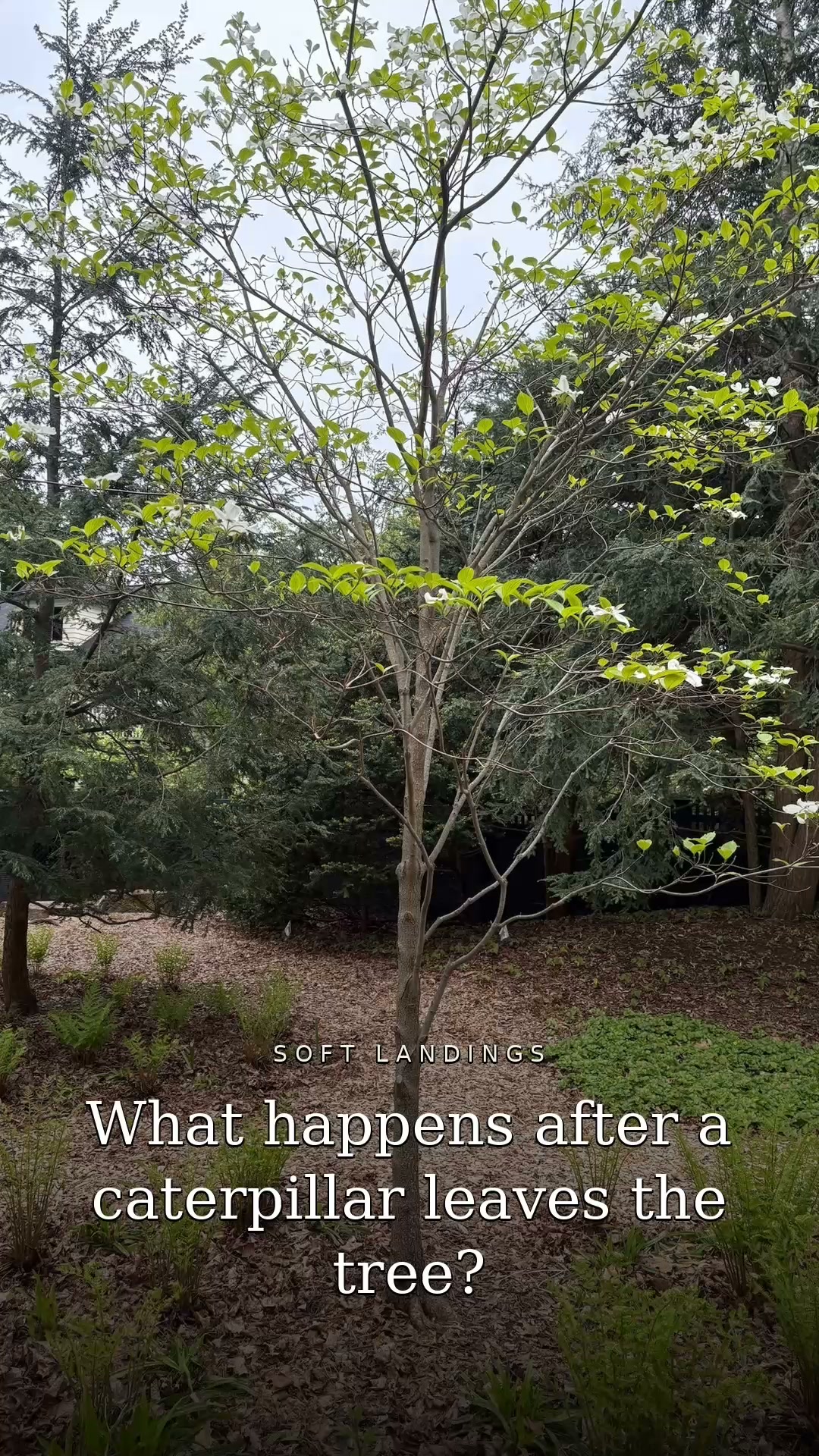 Have you ever wondered what happens after a caterpillar leaves a tree?Many native butterflies an....